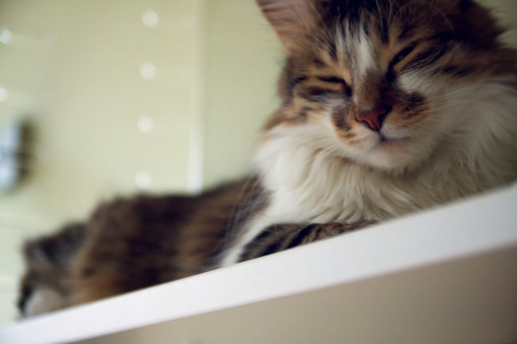 Lazy cat chillin' on the shelf after cleanin' during Saturday noon