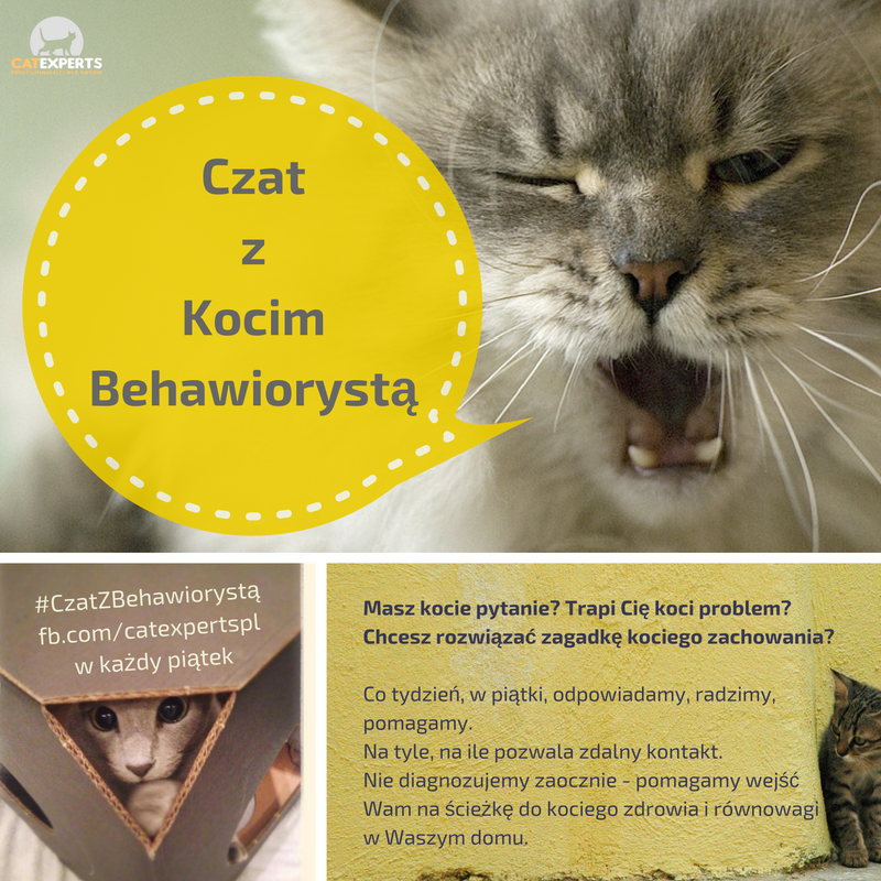 catexperts-czatzbehawiorysta%cc%a8